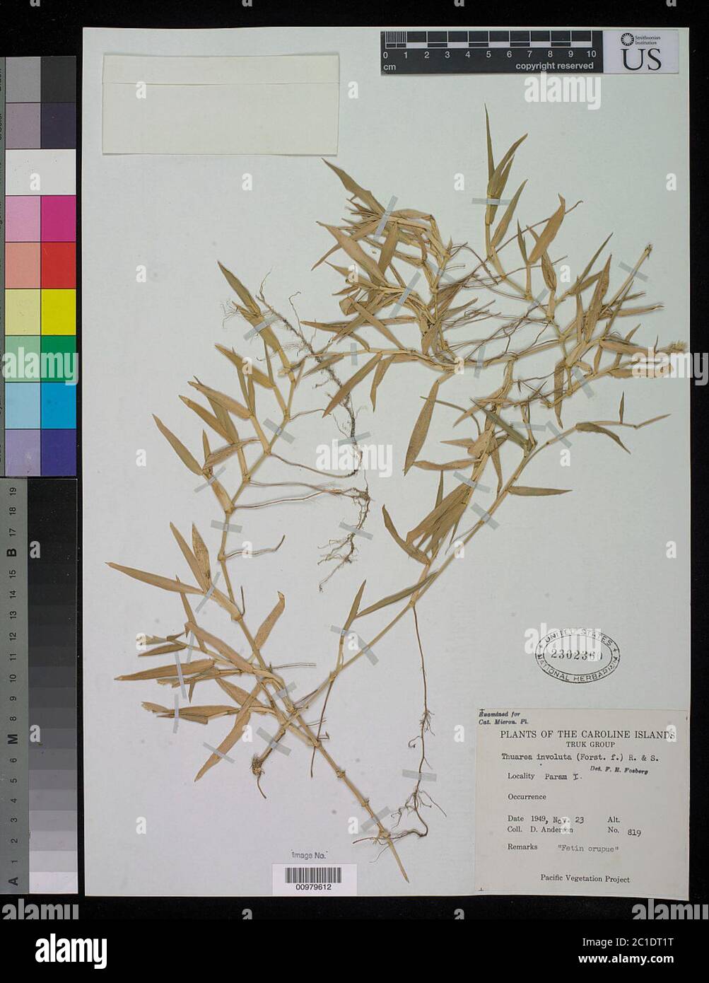 Thuarea involuta G Forst Aiton ex SM Thuarea involuta G Forst Aiton ex SM. Stockfoto