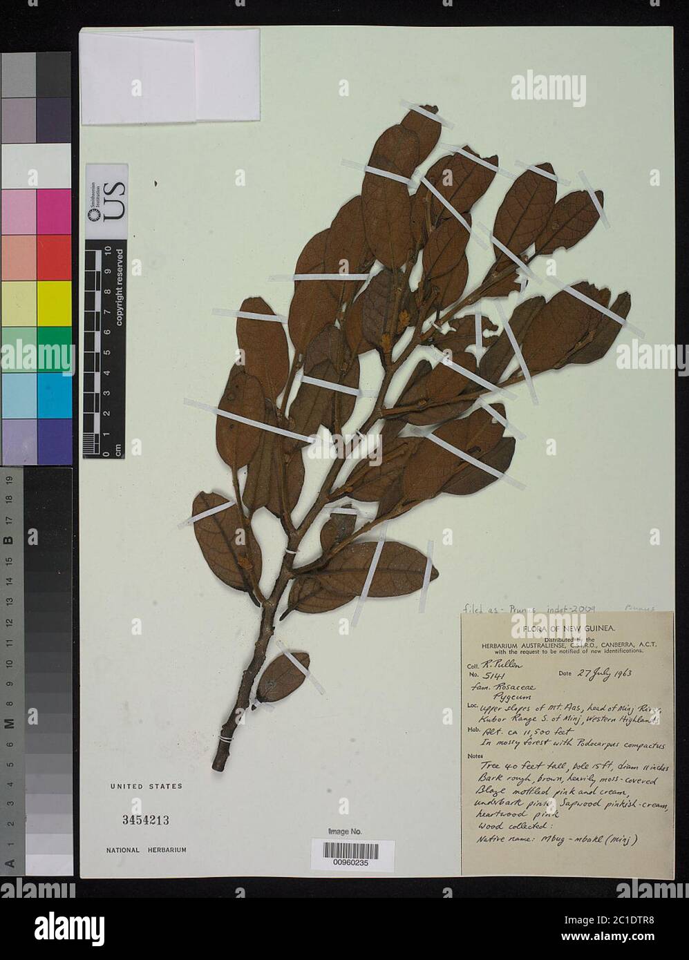 Prunus sp. Stockfoto