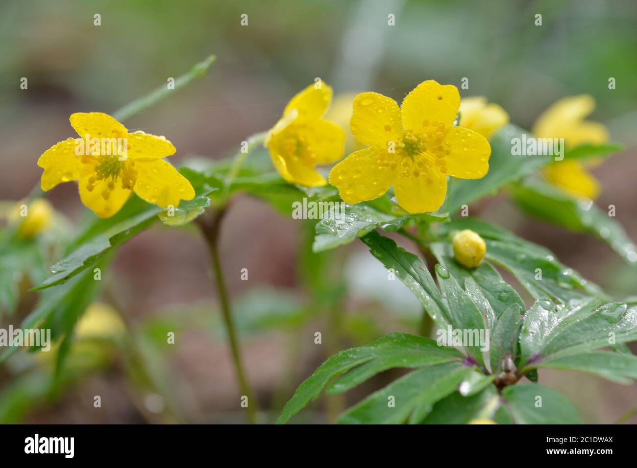 Die blühenden gelben Anemone ranunculoides Stockfoto