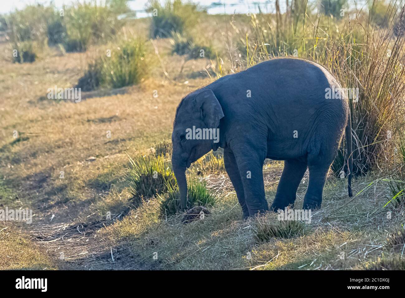 Indischer Elefantenbaby (Elephas maximus indicus) mit Ramganga Reservoir im Hintergrund - Jim Corbett National Park, Indien Stockfoto