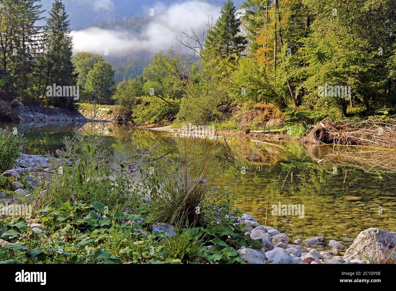 Am Fluss sava bohinjka in slowenien Stockfoto