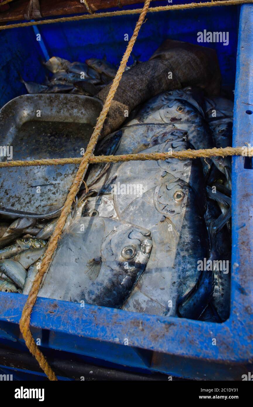 Ein frischer Fisch aus dem Rückwasser der Stadt Allepey gefangen bereit, von einem Fischer im südlichen Teil von Indien verkauft werden Stockfoto