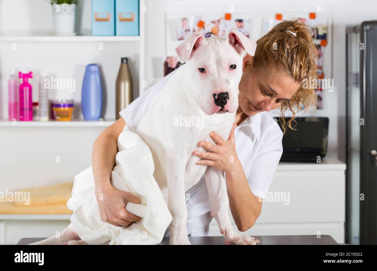 Coiffeur in einer Schönheitsklinik mit Dogo Argentino Stockfoto