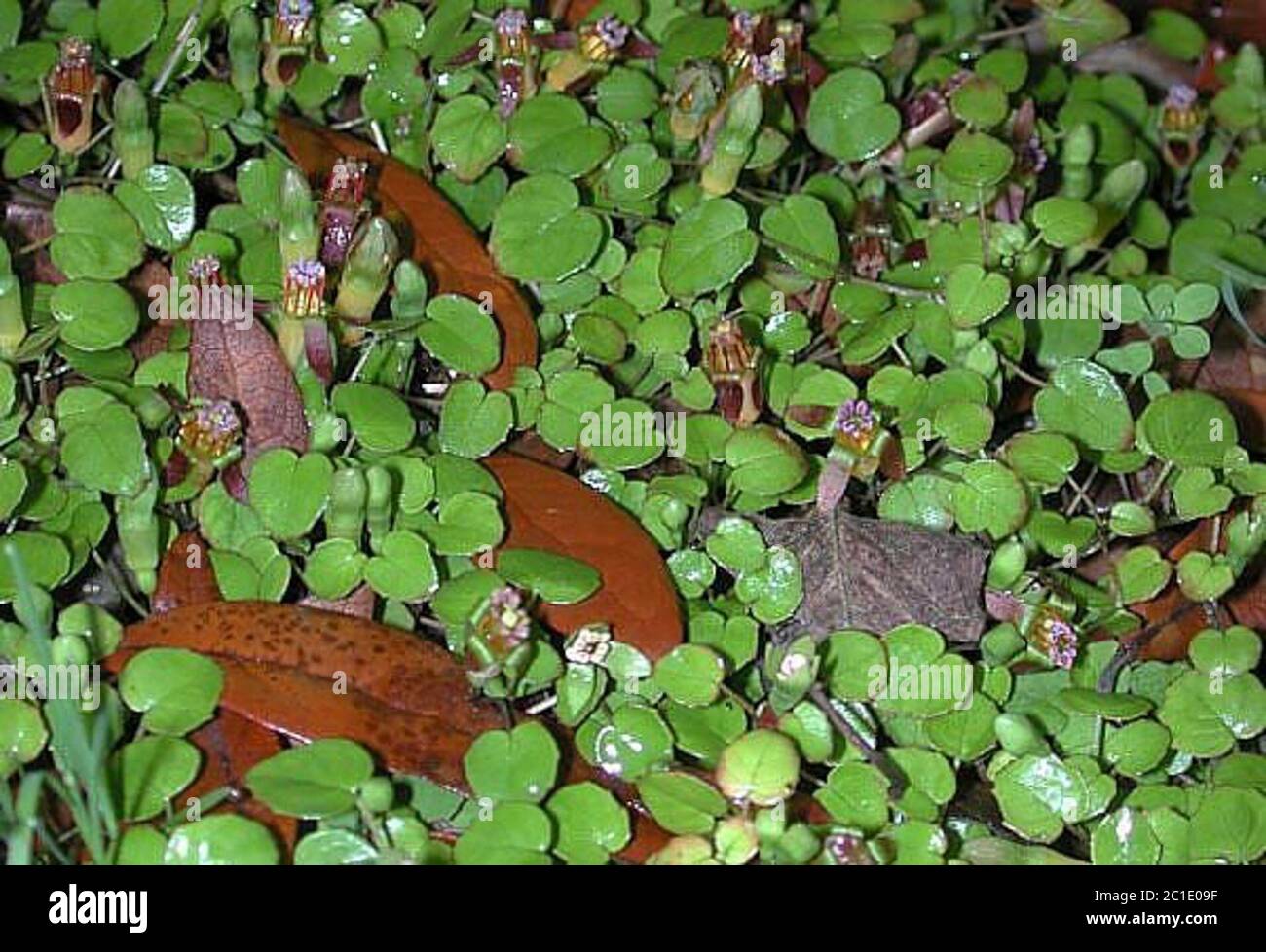 Fuchsiaprocumbens1.jpg Fuchsia procumbens R Cunn ex A Cunn. Stockfoto