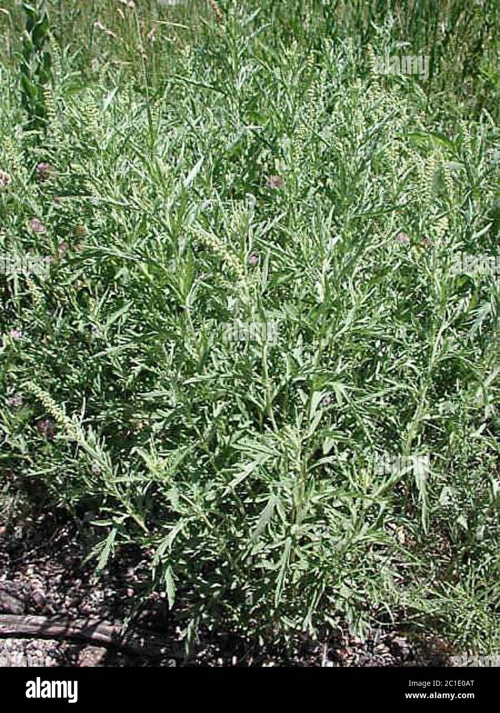 Wagner_CP3501.jpg Ambrosia artemisiifolia L. Stockfoto