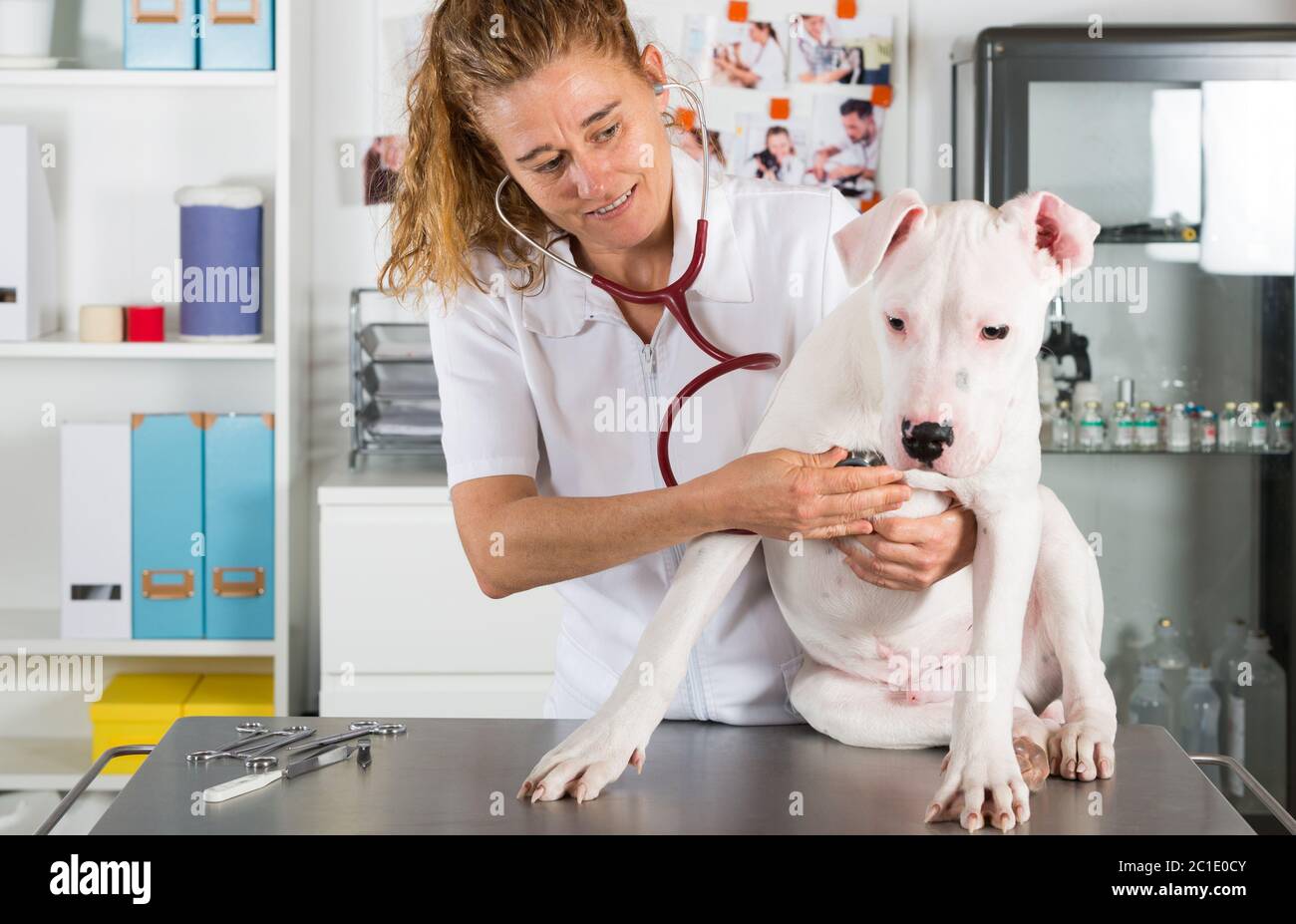 Tierarzt, indem er einem Hund von Dogo Argentino in seiner Klinik zuhört Stockfoto