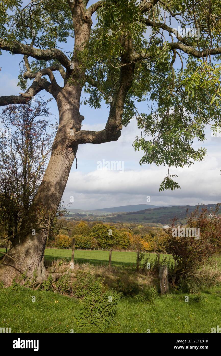 Blick auf eine Esche und das Tal und die Landschaft des unteren Wharfedale in der Nähe von Ilkley, West Yorkshire Stockfoto