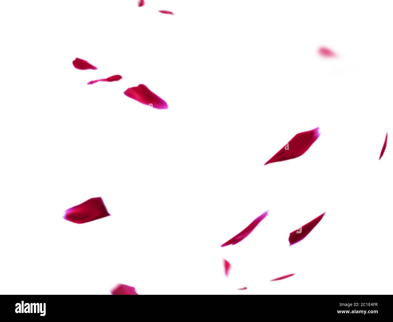Fallende Rosenblatter Stockfotos Und Bilder Kaufen Alamy