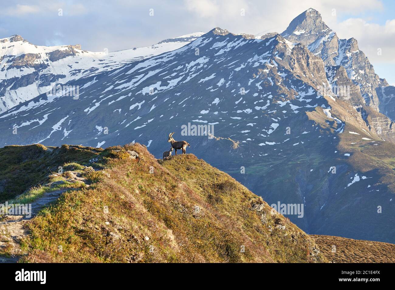 Steinbock Alpiner Steinbock Capra Steinbock Berg Schweizer Alpen Stockfoto