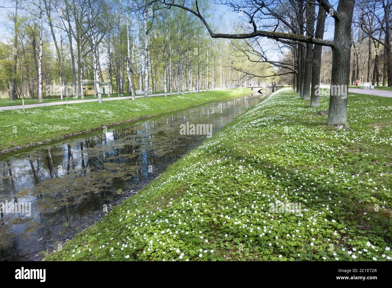 Der kleine Fluss mit dem Entenkraut, dem Kanal im Park, den Birken auf der Küste und den blühenden Schneeglöckchen Stockfoto