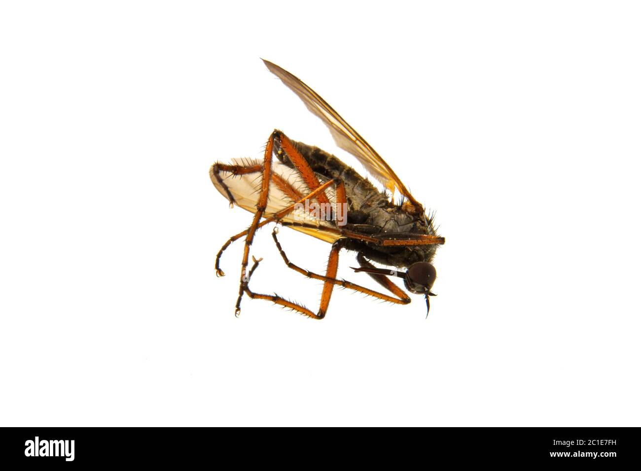 Tödliche Mücke isoliert auf weißem Hintergrund Stockfoto