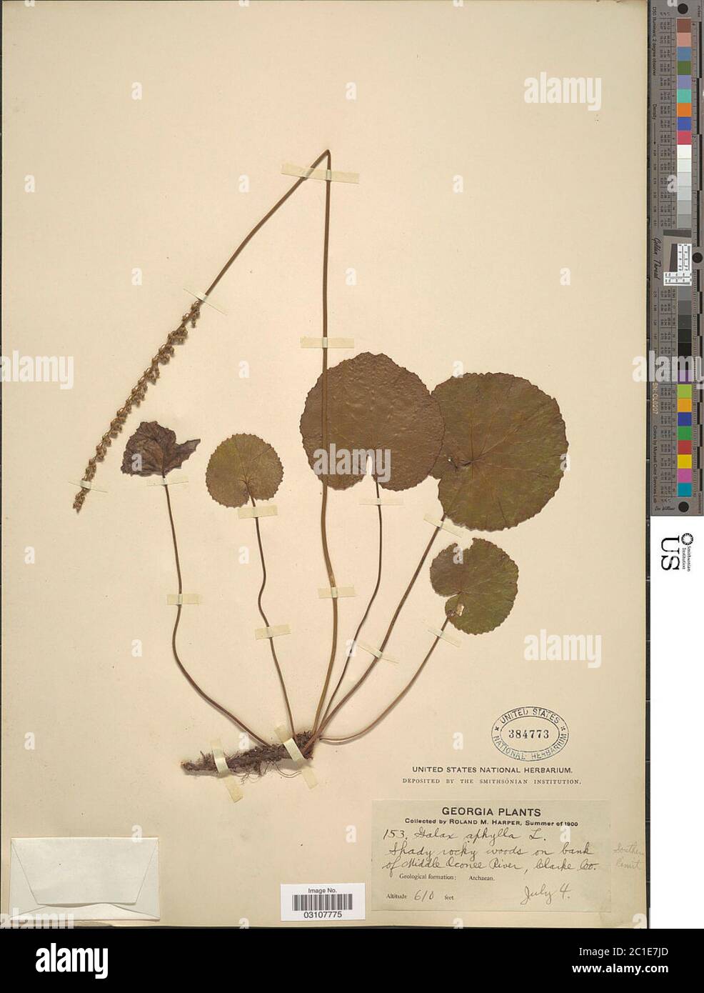 Galax aphylla L Galax aphylla L. Stockfoto