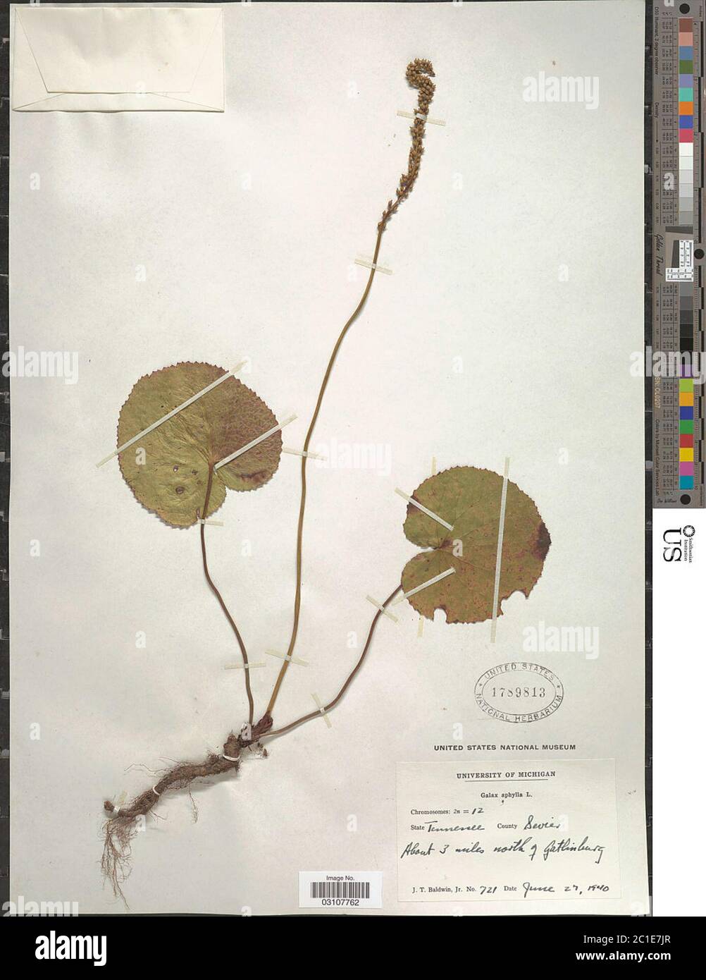 Galax aphylla L Galax aphylla L. Stockfoto