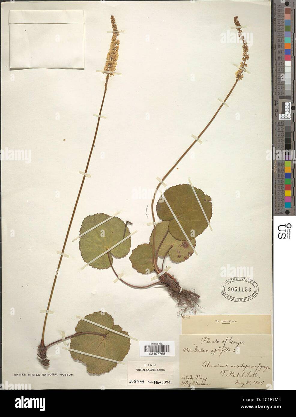 Galax aphylla L Galax aphylla L. Stockfoto