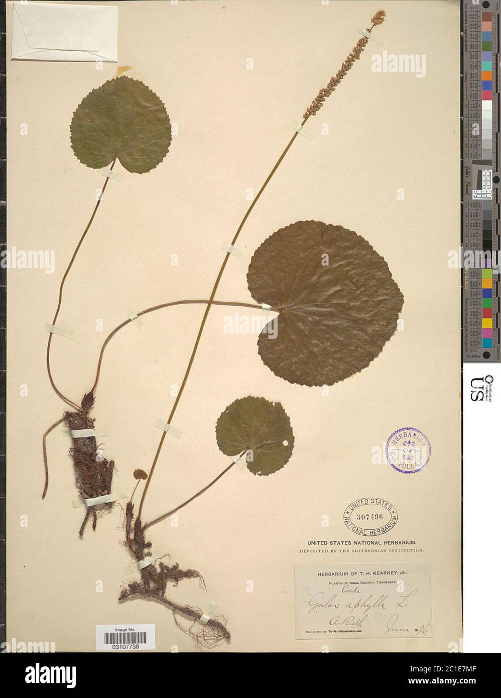 Galax aphylla L Galax aphylla L. Stockfoto