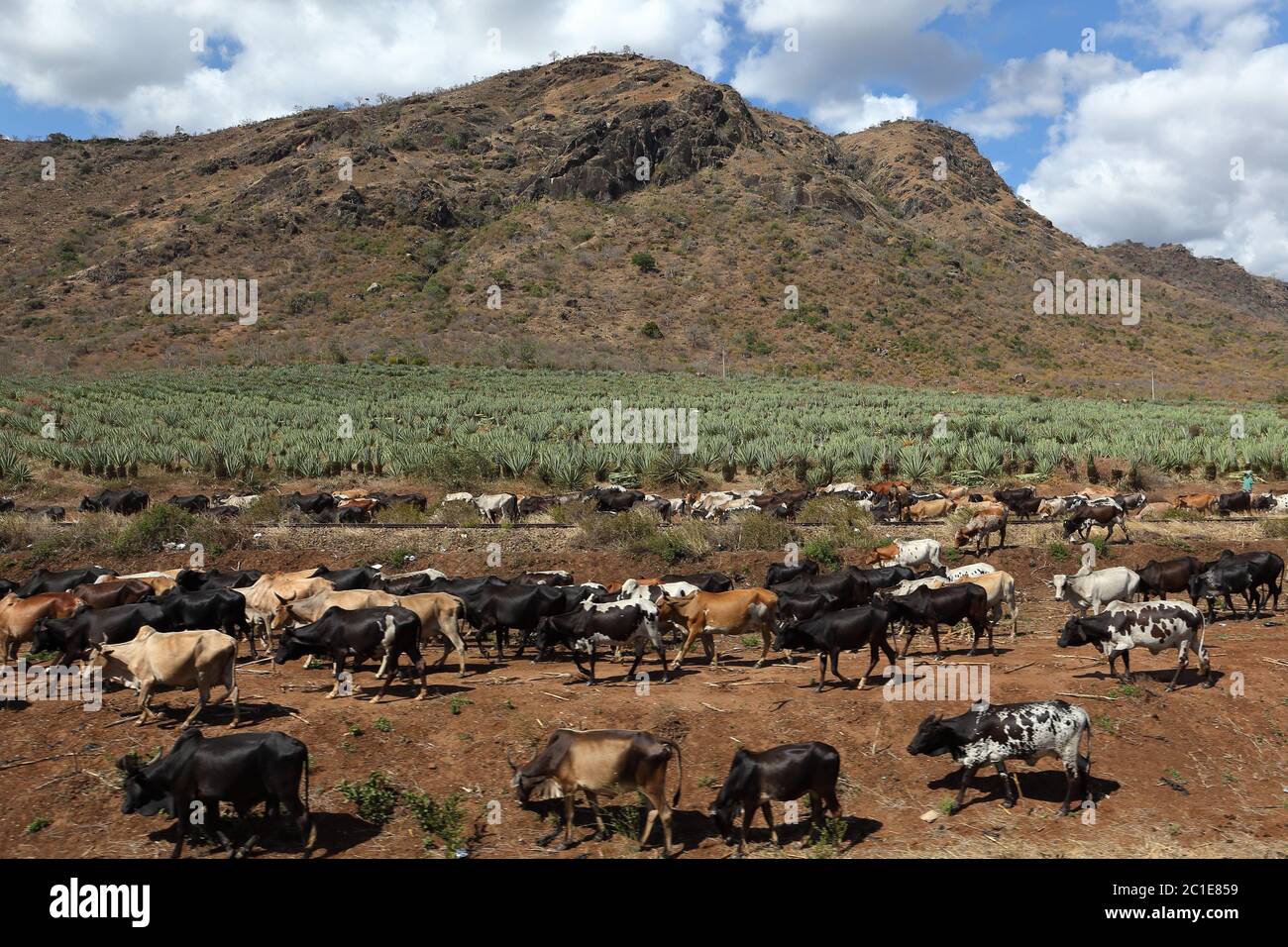Kühe und Rinder in Tansania Stockfoto