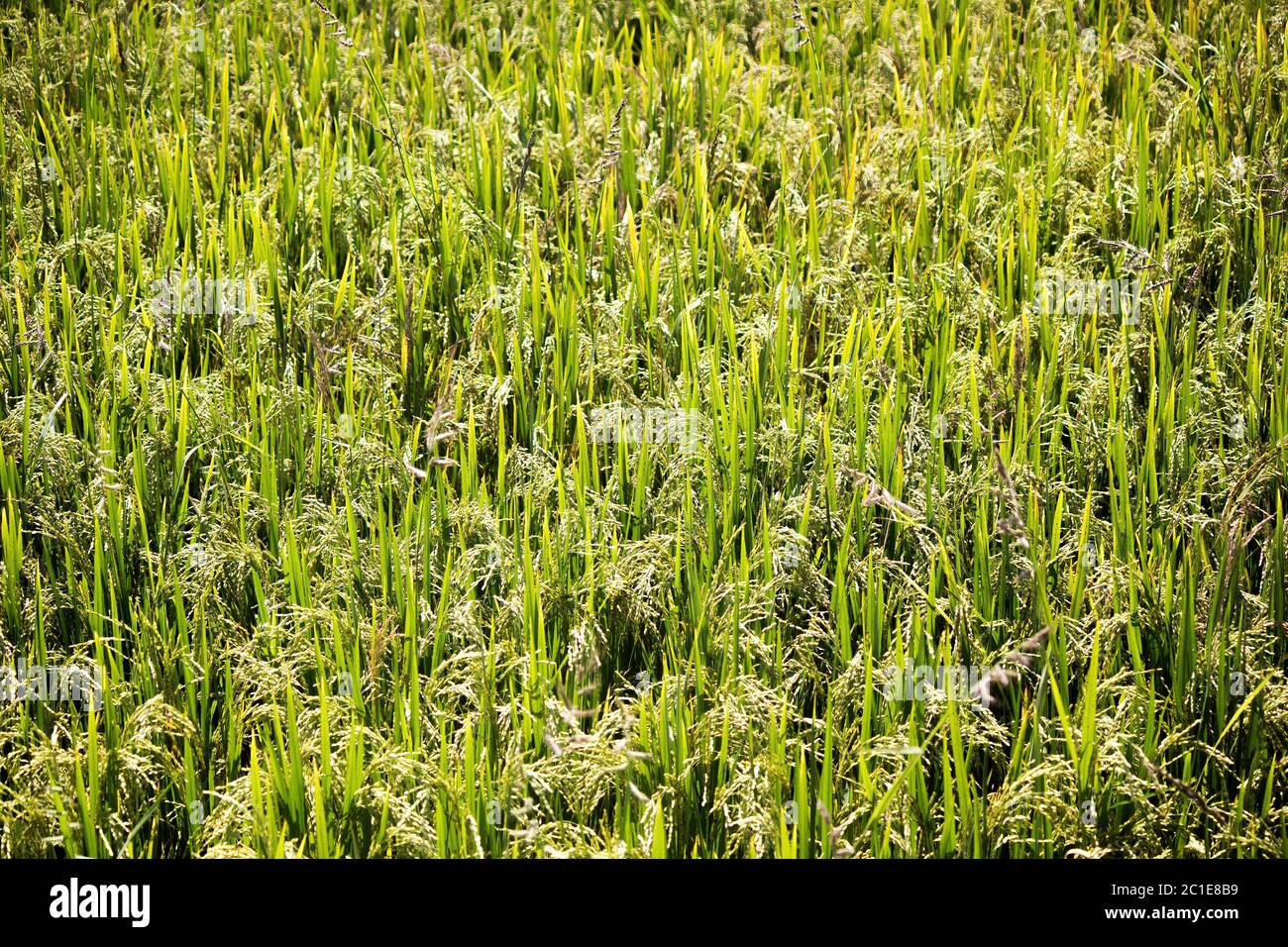 Reisfeld in kerala, im südlichen Teil Indiens Stockfoto