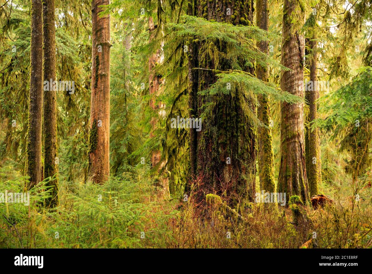 WA16787-00....WASHINGTON - Evergreen Forest entlang der Hall of Mosses Trail in der Hoh Rain Forest Abschnitt des Olympic National Park. Stockfoto