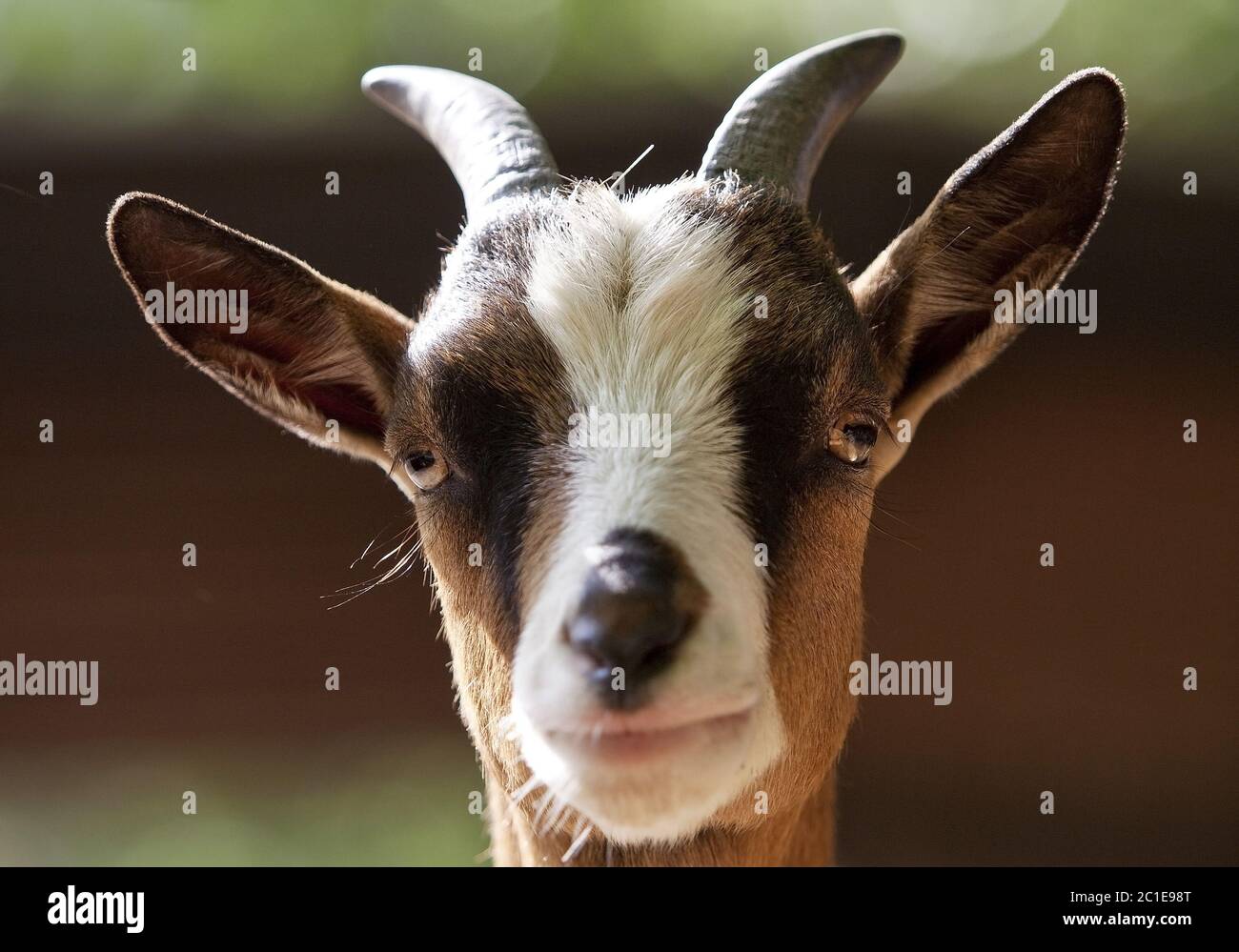 Die Ziege (Capra Hircus, Capra aegagrus f. hircus), Porträt, Deutschland, Europa Stockfoto