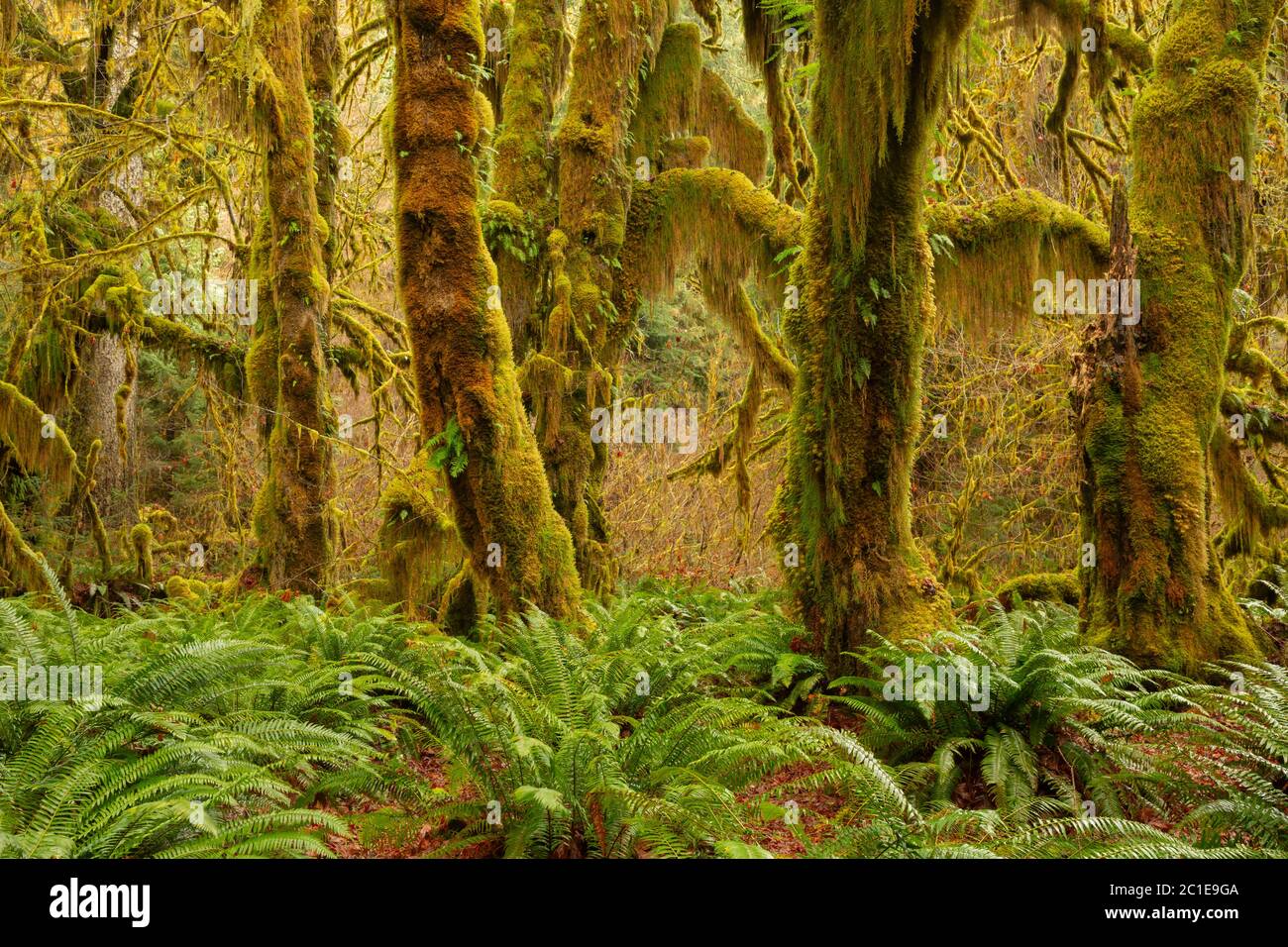 WA16789-00...WASHINGTON - Alte große, moosbedeckte, große Ahornbäume und Schwertfarne in der Hall of Mosses, Teil des Hoh Rain Forest in Olympi Stockfoto