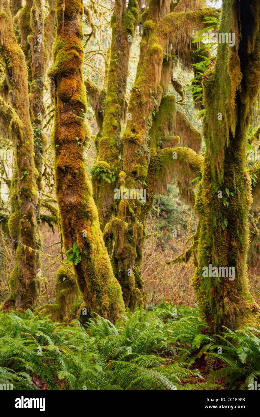 WA16790-00...WASHINGTON - uralte große, moosbedeckte, große Ahornbäume und Schwertfarne in der Hall of Mosses, Teil des Hoh Rain Forest in Olympi Stockfoto