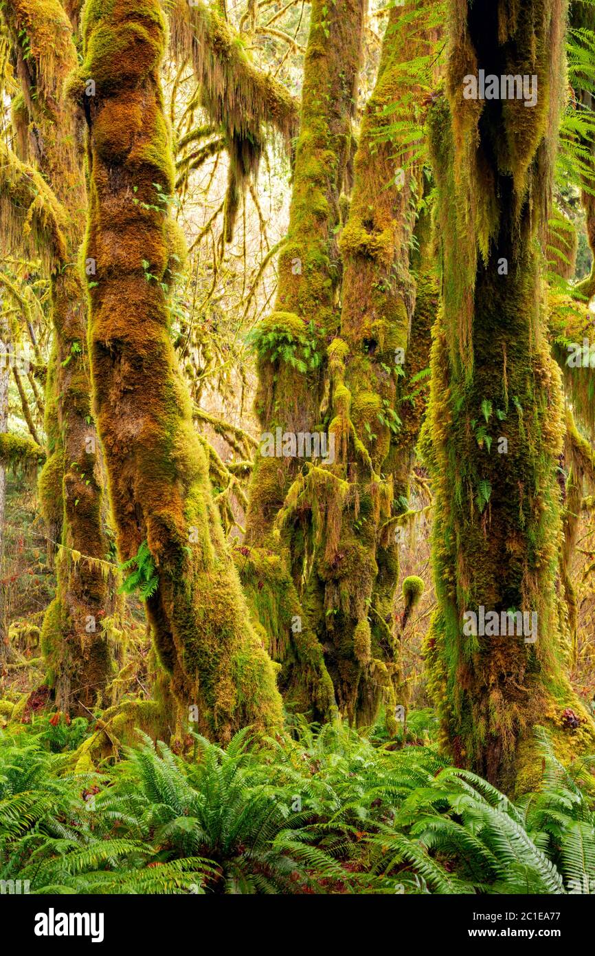 WA16791-00...WASHINGTON - Alte große, moosbedeckte, große Blatt Ahornbäume und Schwertfarne in der Hall of Mosses, Teil des Hoh Rain Forest in Olympi Stockfoto
