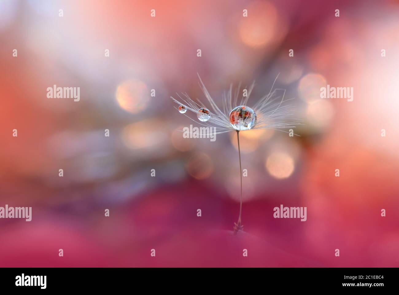 Unglaublich schöne Natur. Kunstfotografie. Florales Fantasy-Design. Abstraktes Makro, Nahaufnahme, Wassertropfen.Bunter Hintergrund. Webbanner. Stockfoto