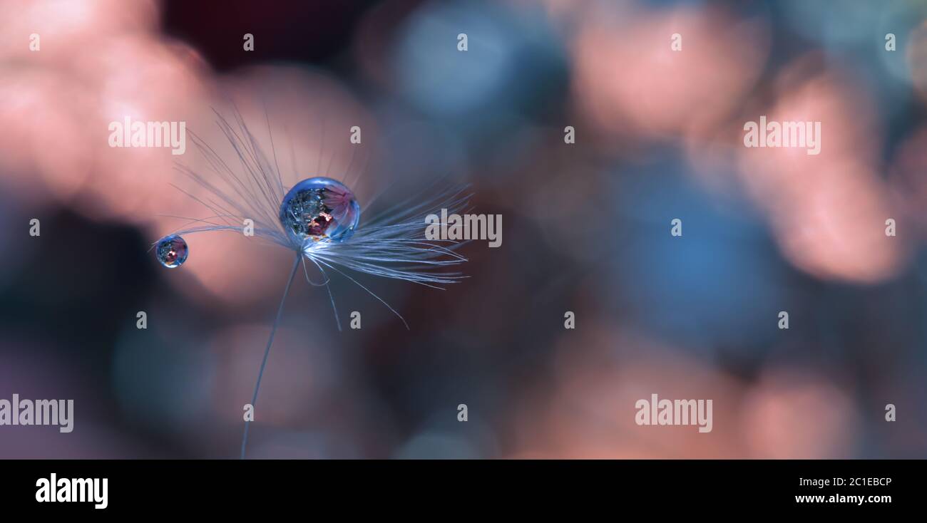 Unglaublich schöne Natur. Kunstfotografie. Florales Fantasy-Design. Abstraktes Makro, Nahaufnahme, Wassertropfen.Bunter Hintergrund. Webbanner. Stockfoto