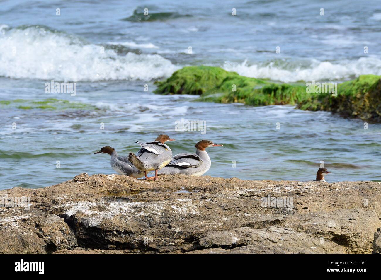 Gewöhnlicher Merganser in der ostsee im Herbst Stockfoto