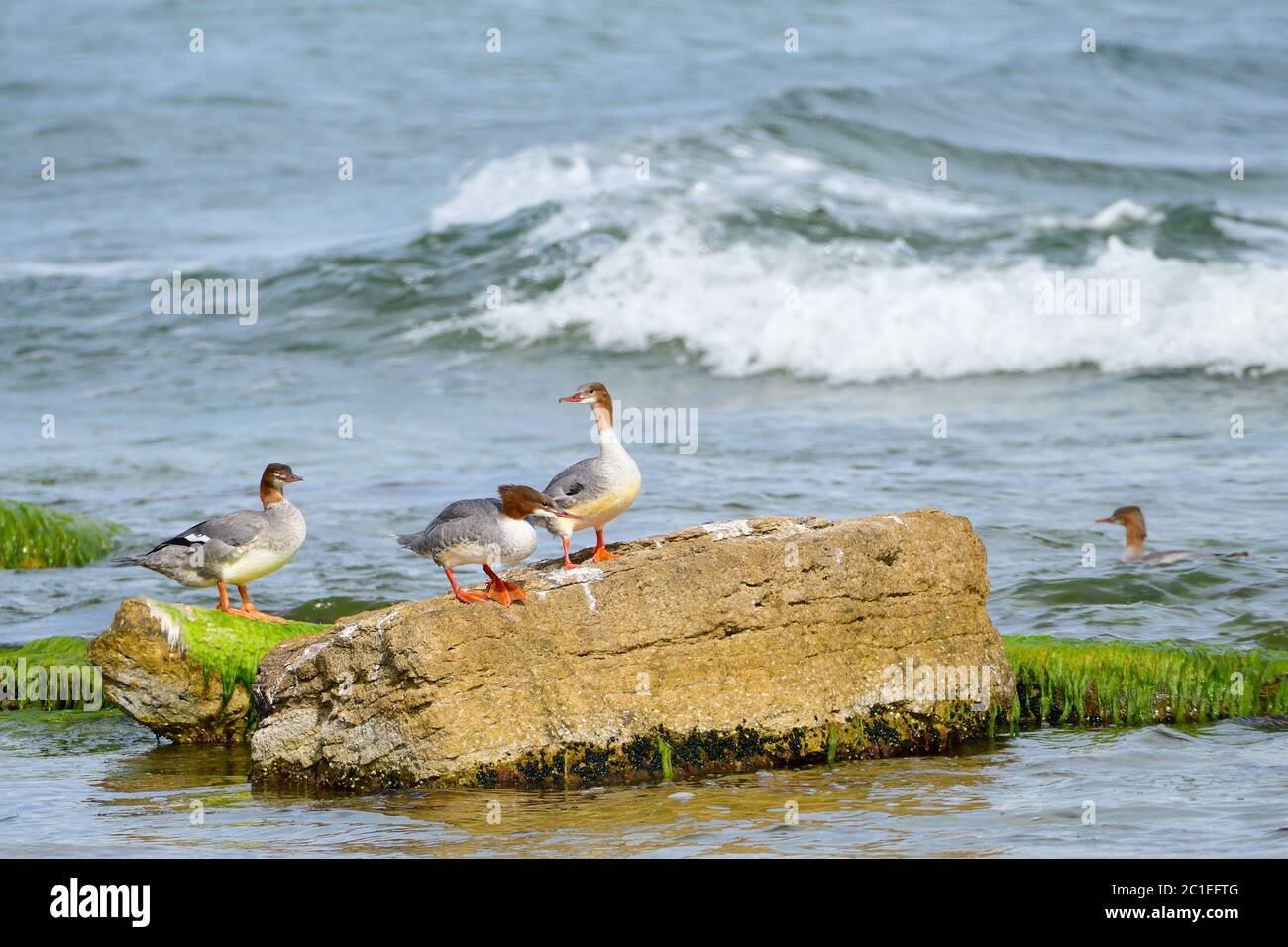 Gewöhnlicher Merganser in der ostsee im Herbst Stockfoto