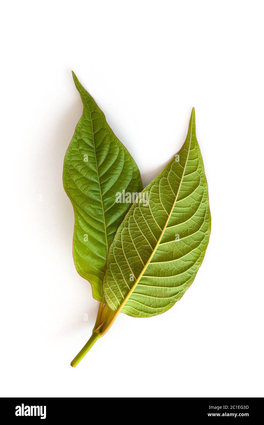 Kratom Blätter. Stockfoto