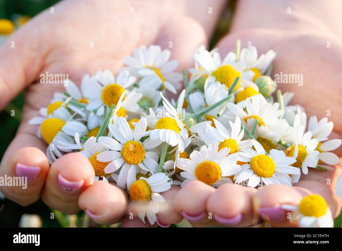 Frauenpalmen mit frischen Apothekenkamillenblüten am sonnigen Sommertag, Nahaufnahme. Eine volle Handvoll Kamille auf Lichtung von Kamillen Hintergrund Stockfoto
