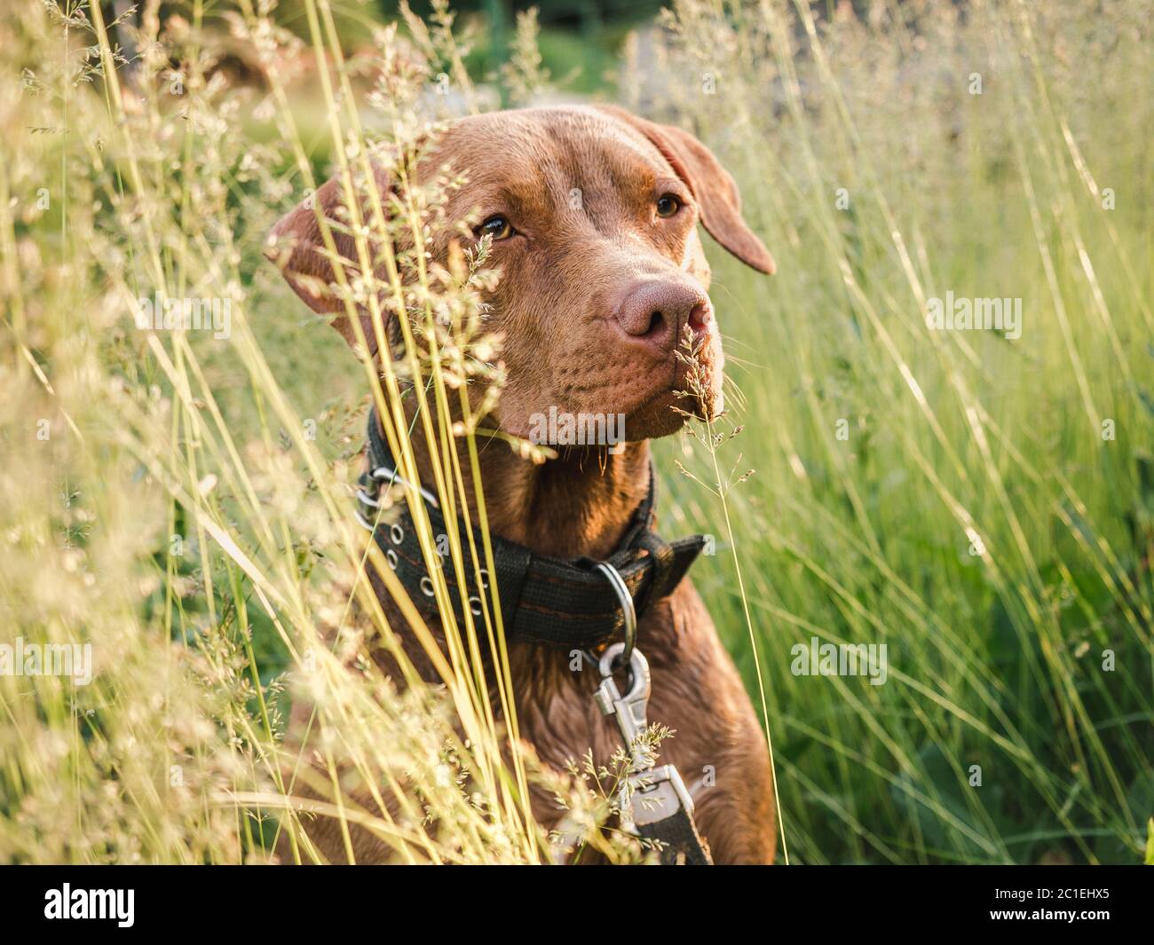 Liebenswerte, hübsche Welpen von Schokolade Farbe. Nahaufnahme Stockfoto