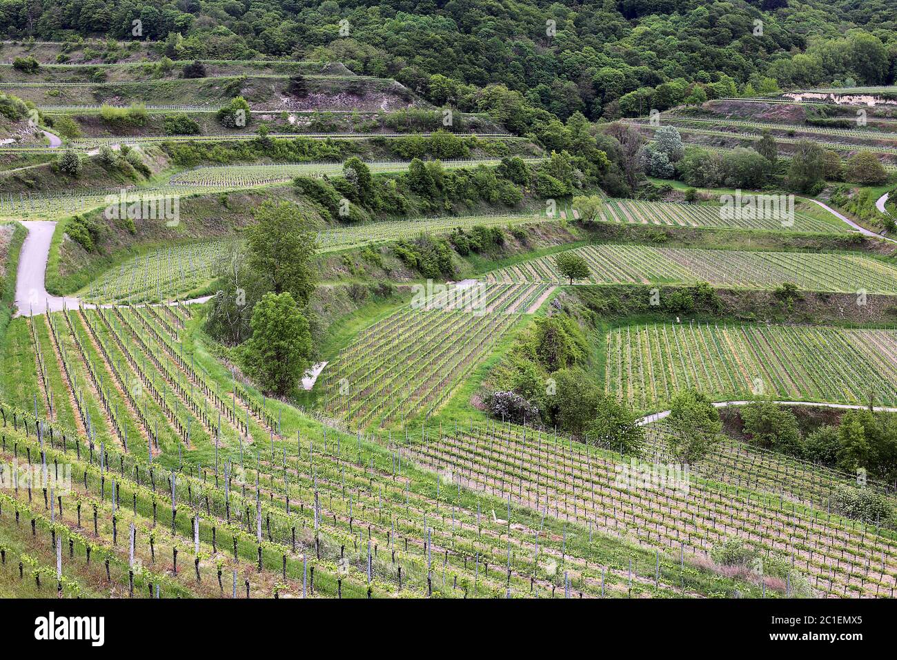 Weinterrassen im kaiserlichen Stuhl bei Bickensohl Stockfoto