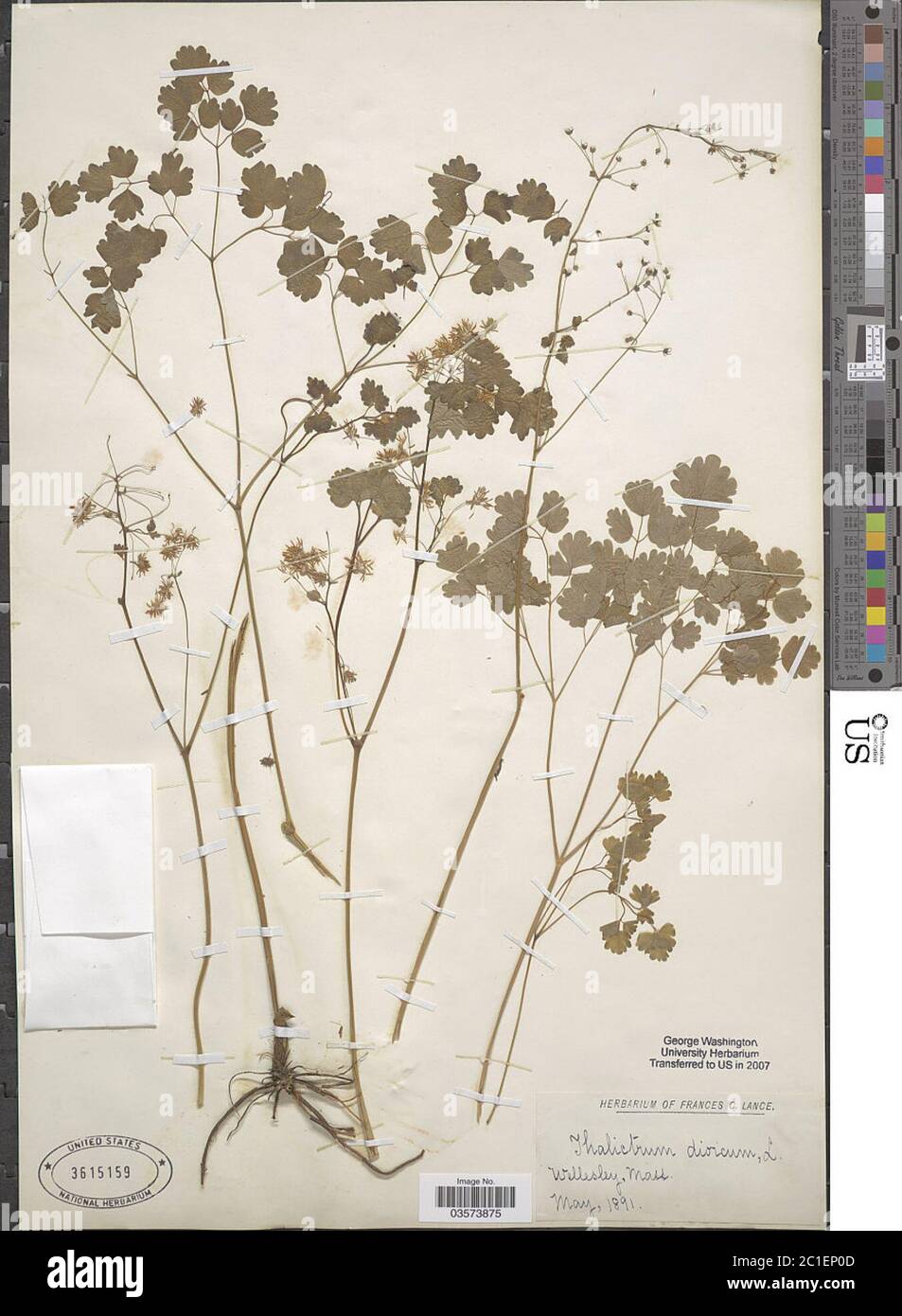Thalictrum dioicum L Thalictrum dioicum L. Stockfoto