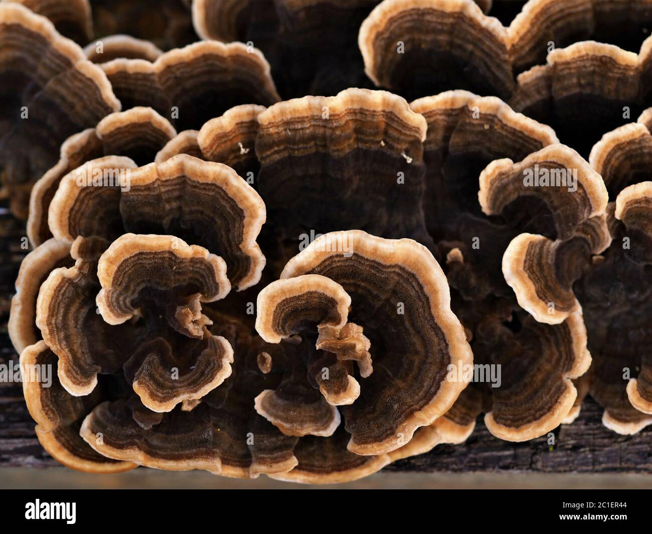 Nahaufnahme eines braun gemusterten Pilzes, der auf einem von oben gesehen umgestürzten Baumstamm wächst Stockfoto