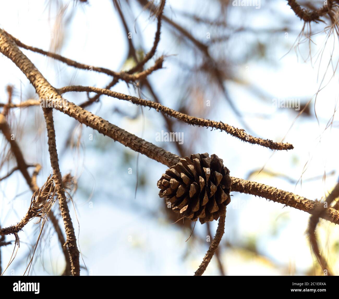 Kegel der Pinus kesiya oder Khasi Kiefer mit Zweig, auf Baum. Tagsüber, Himmel Hintergrund. Stockfoto