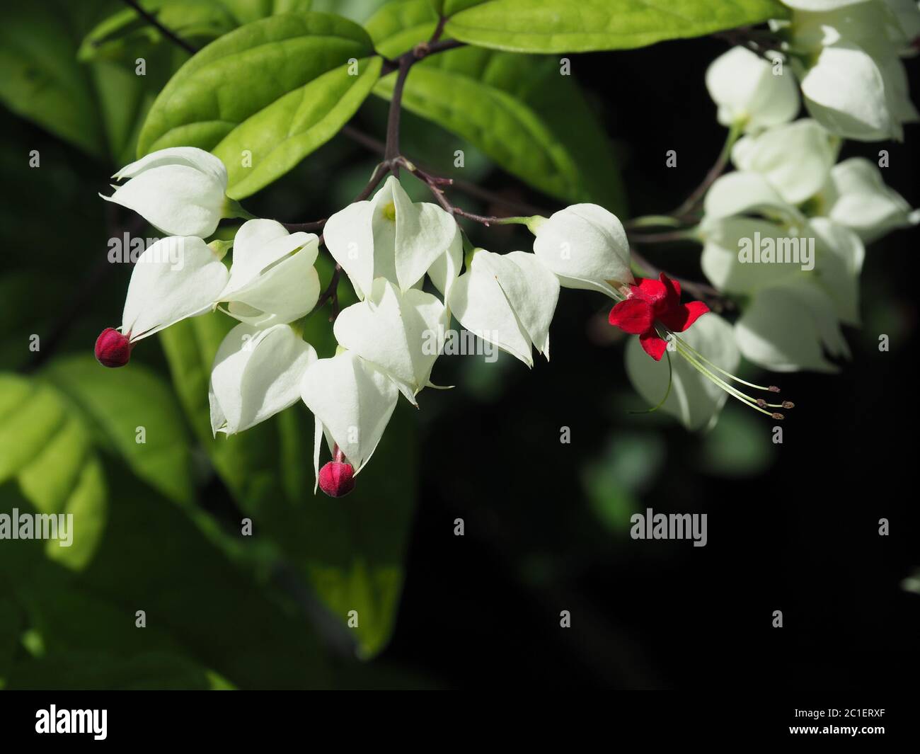 Blutende Herzrebe oder Clerodendrum thomsoniae. Andere Namen; Glorybower und Bagflower. Schöne kleine reinweiße Blüten mit herzförmiger und blutroter Form Stockfoto
