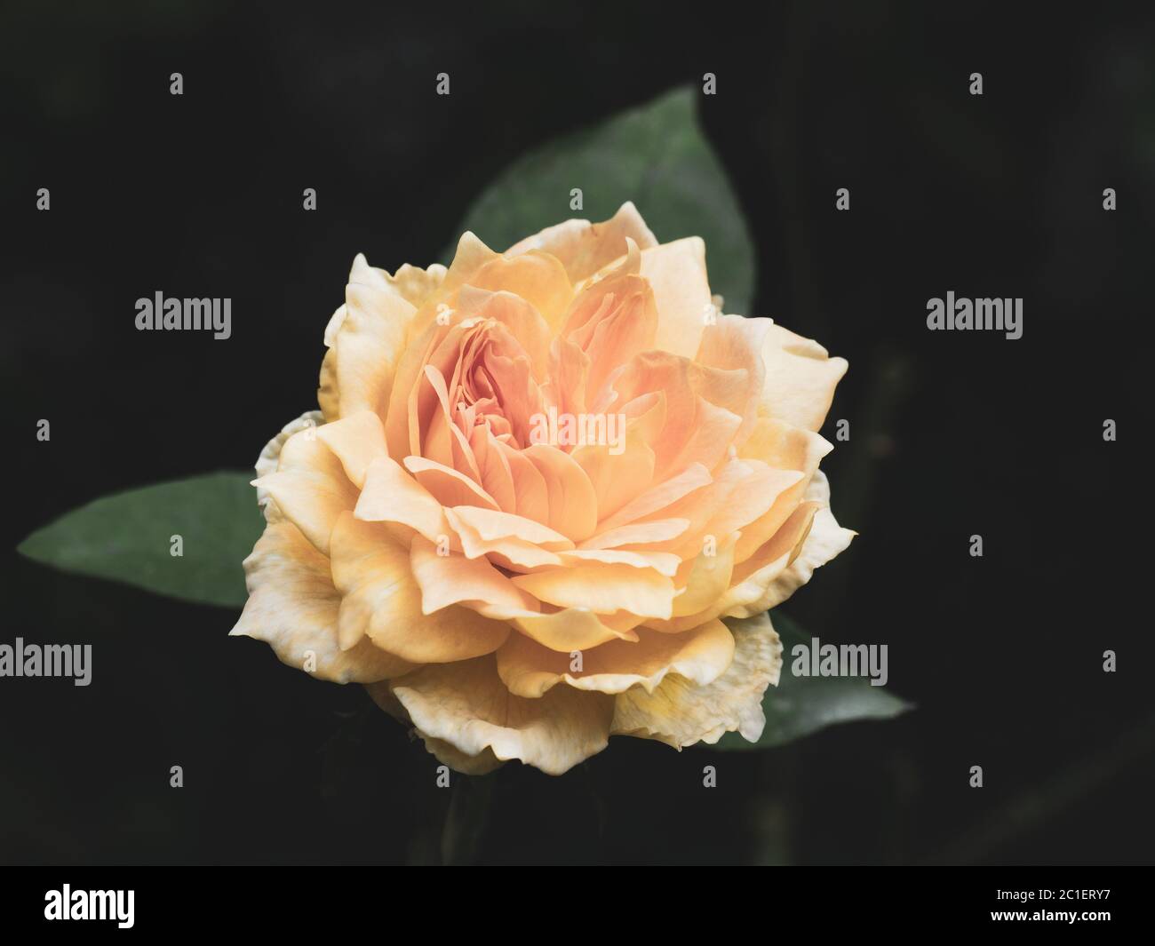 Pfirsich Farbe Rose, angepasst Farbe Vintage Ton, auf dunklem Hintergrund. Stockfoto