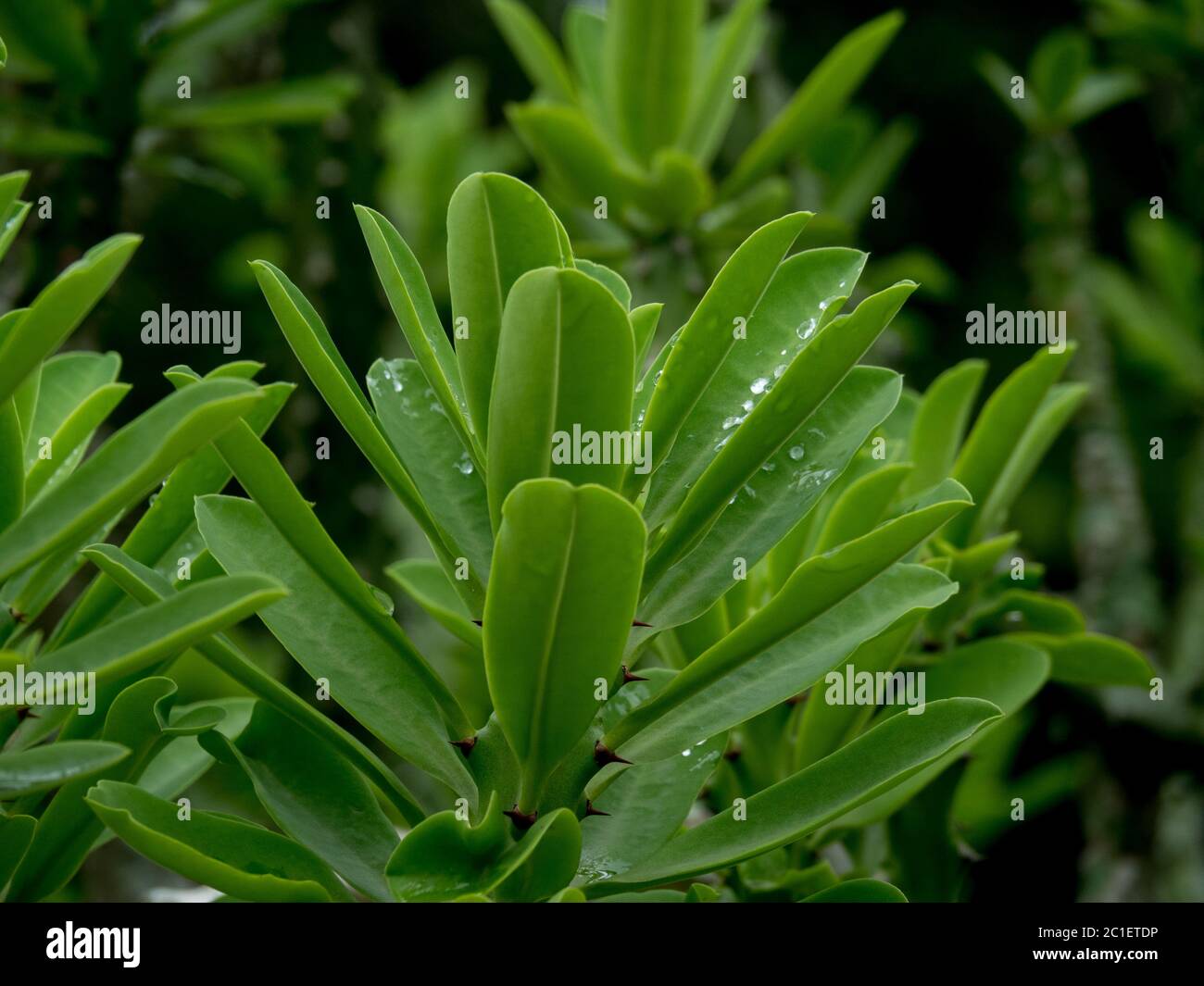 Frische grüne Blätter mit Regentropfen. Gefühl von Frische und Lebendigkeit. Stockfoto