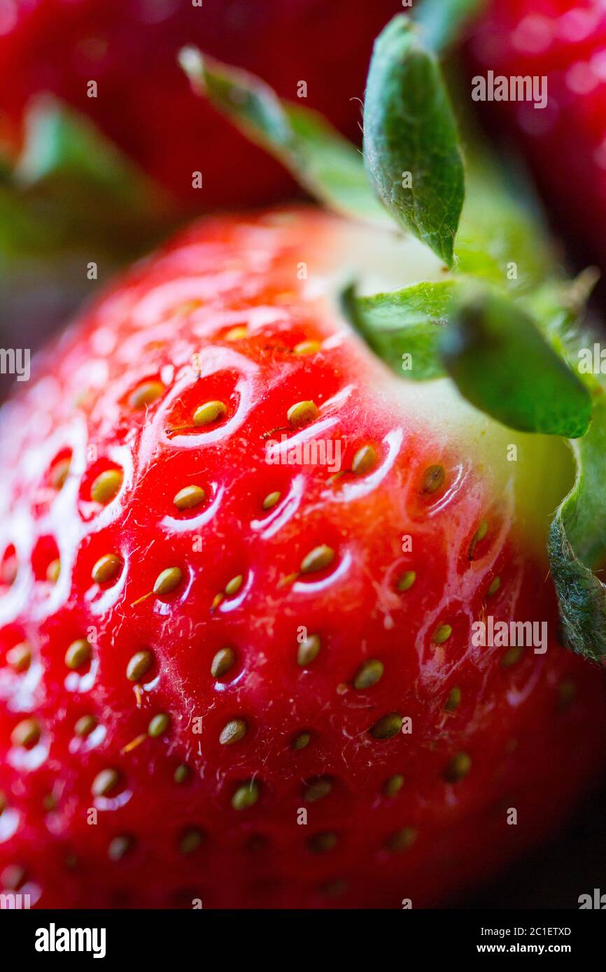 Reife süße frische rote Erdbeeren in der Nähe. Ernte. Saftige Beeren und Früchte. Gesunde Ernährung saisonale Vitamine. Diätdessert. Leckeres Essen. Stockfoto