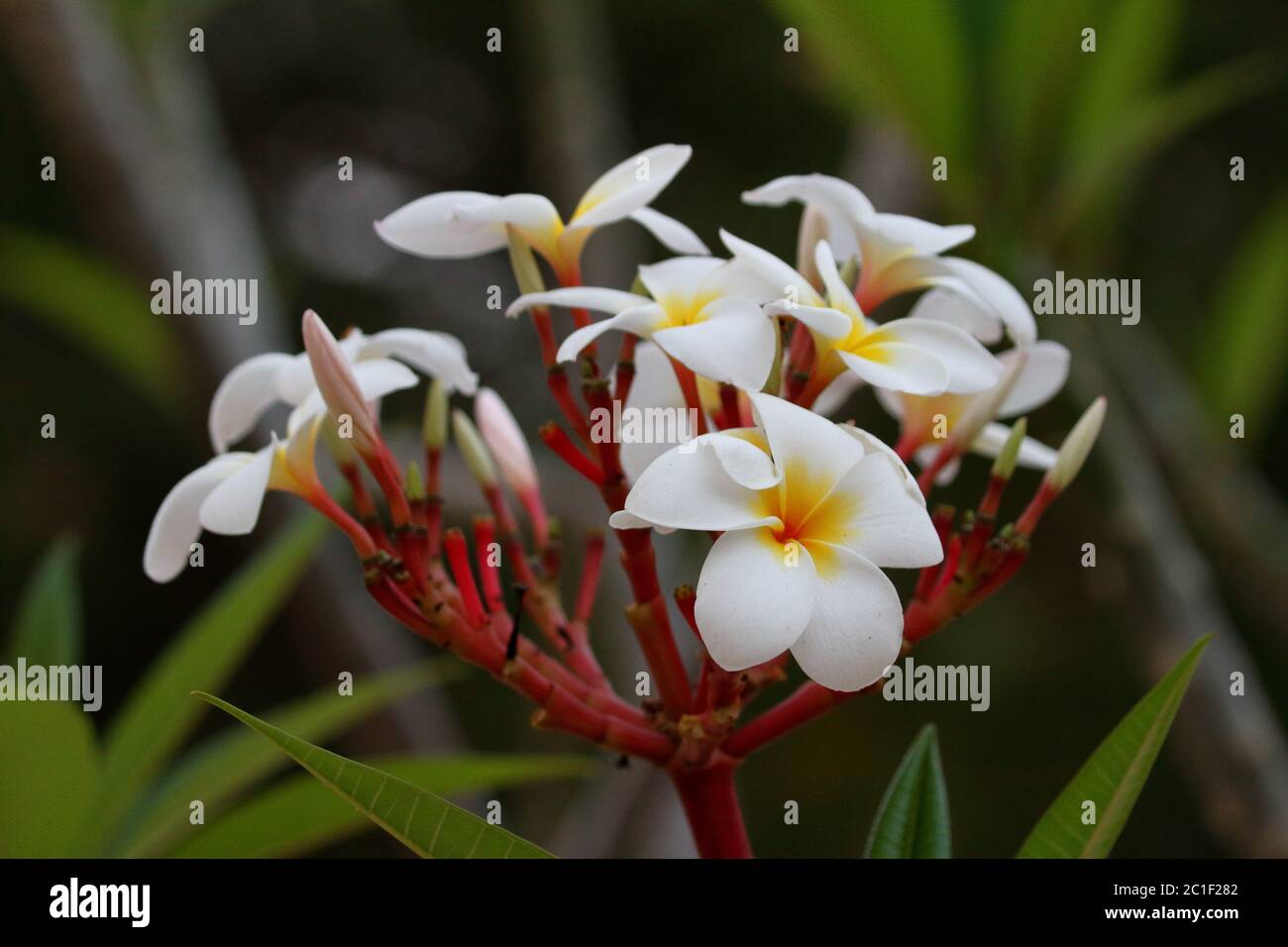 Weiße Blüten und Blumen aus Malawi Stockfoto