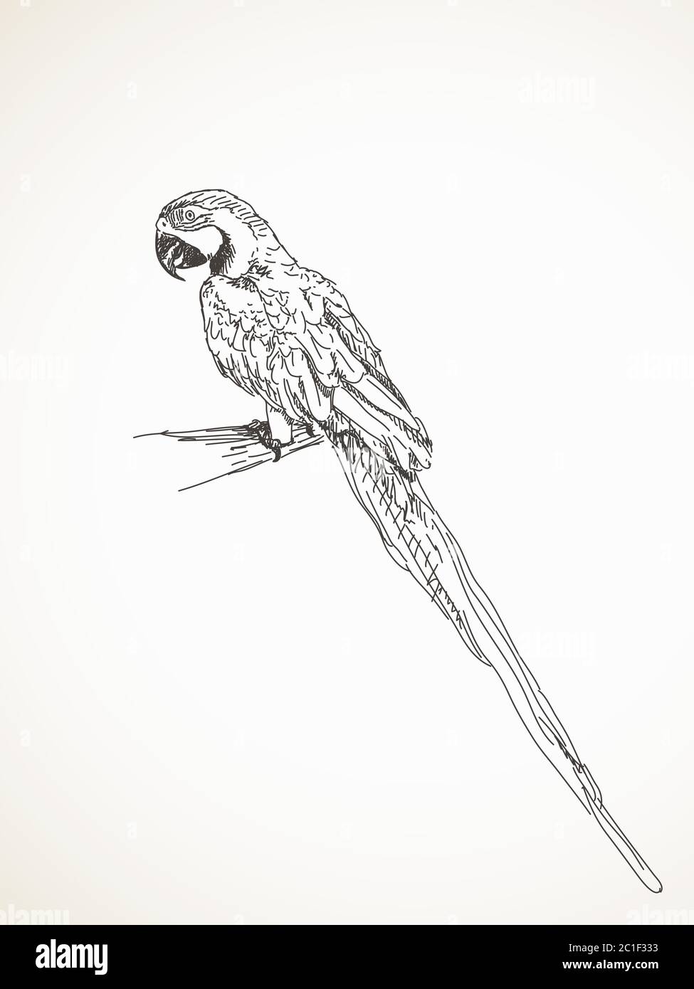 Skizze des Papagei, handgezeichnete Vektorgrafik Stock Vektor