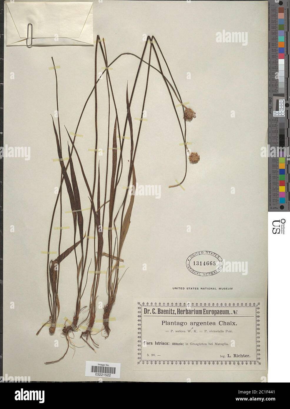 Plantago argentea Chaix Plantago argentea Chaix. Stockfoto