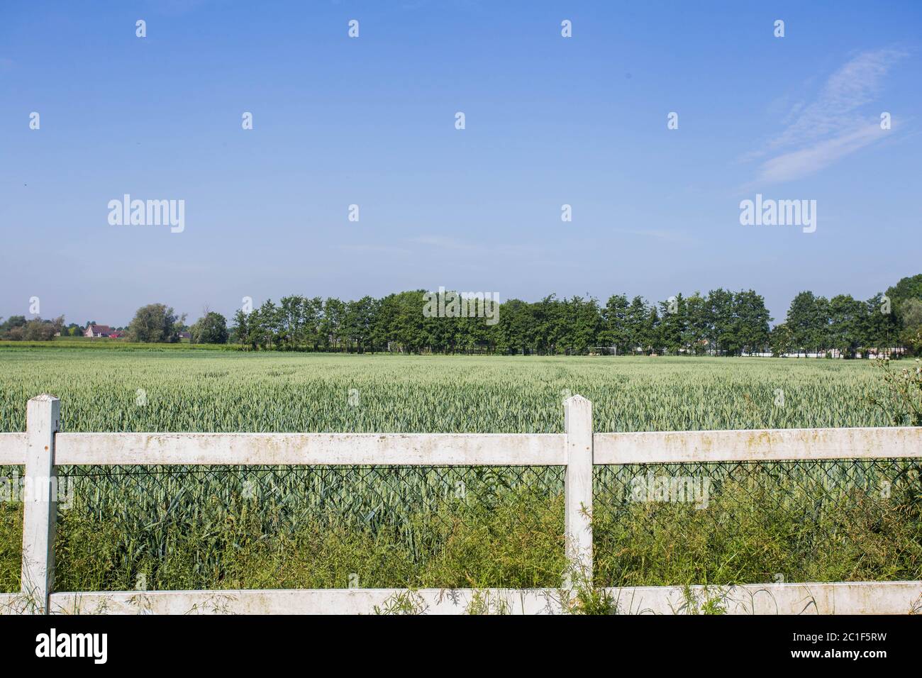 Landwirtschaftliche Landschaft mit grünen Felder auf Hügeln und Sun, vintage Bild Stockfoto