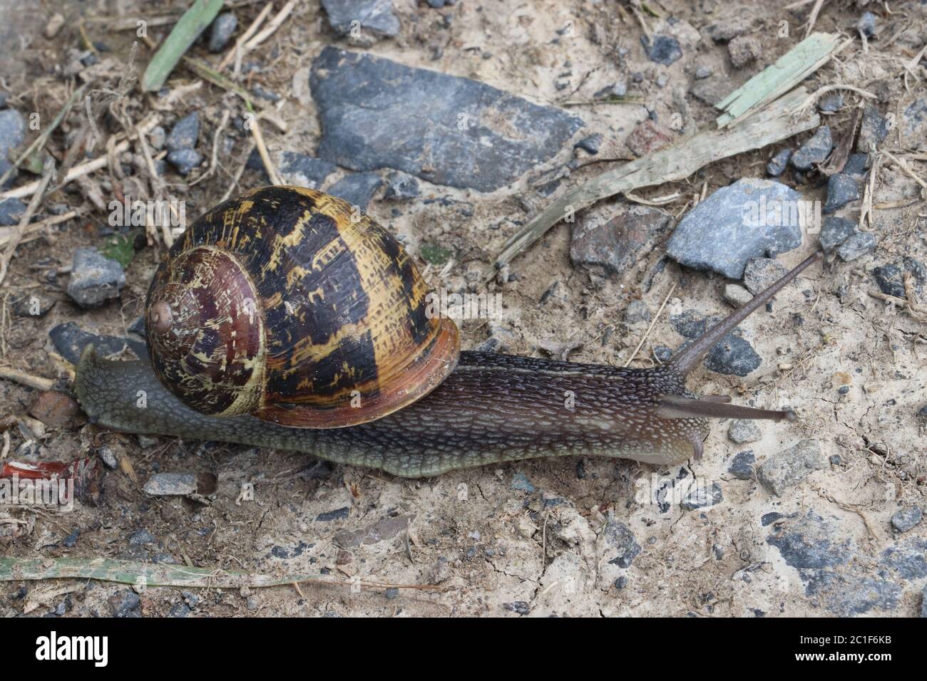 Gartenschnecke voll ausgestreckt Kreuzung hellen Schlamm und kleine graue Steine Stockfoto