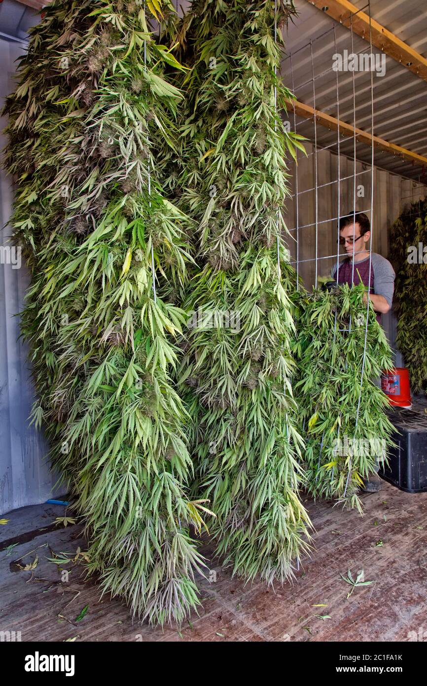 Cannabis trocknen -Fotos und -Bildmaterial in hoher Auflösung – Alamy