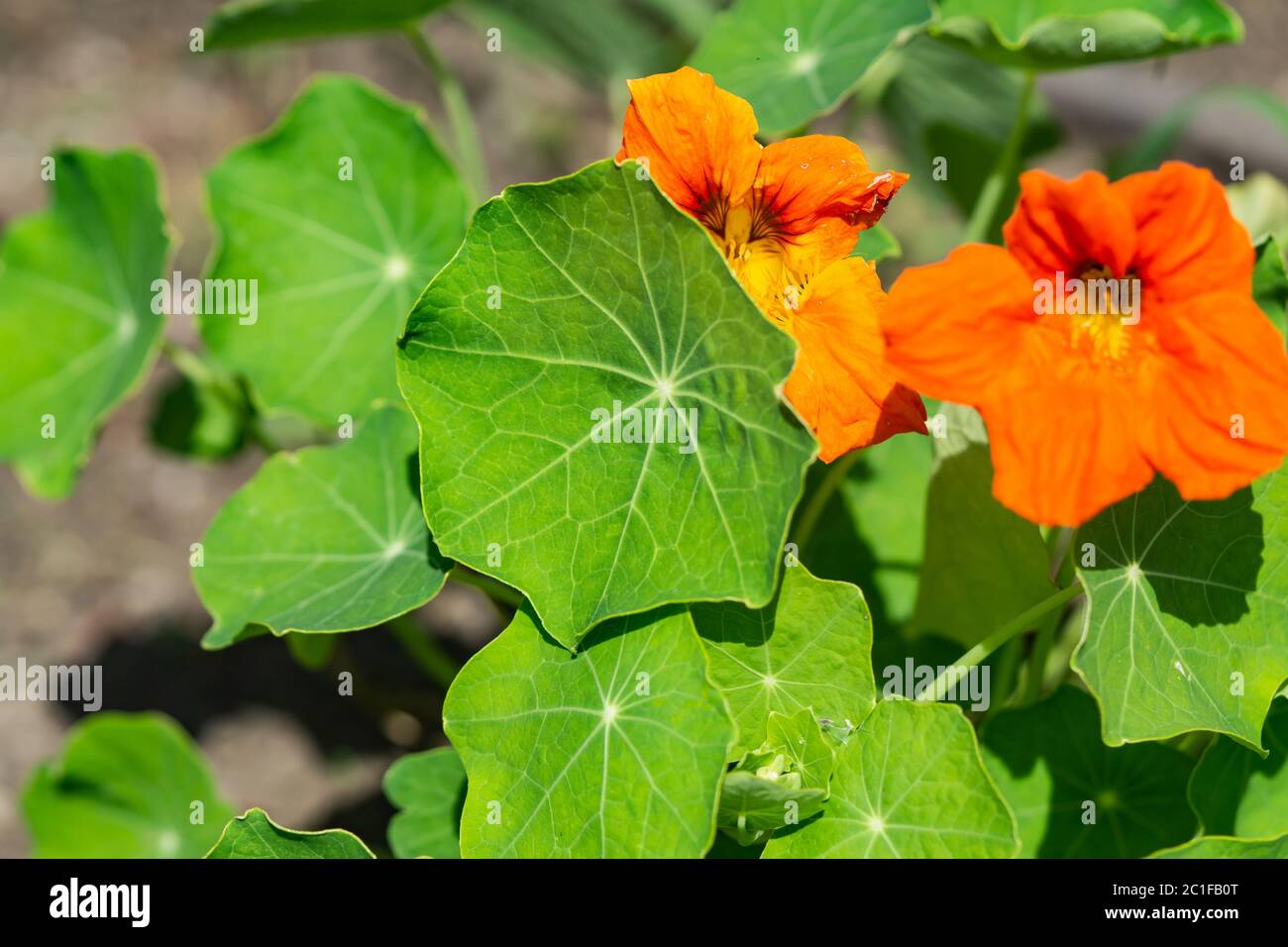Kapuzinerkresse verlässt im Frühling Stockfoto