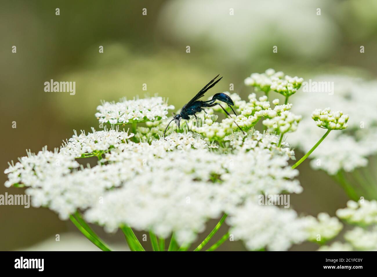 Nearktische Blauschlamm Dauber Wasp im Frühling Stockfoto