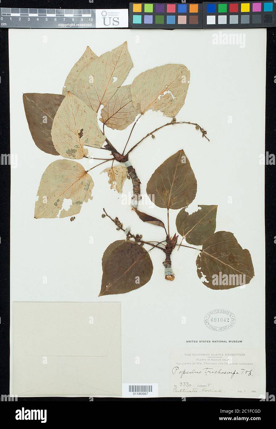Populus Trichocarpa Torr A Grau ex W Haken Populus Trichocarpa Torr A Grau ex W Haken. Stockfoto